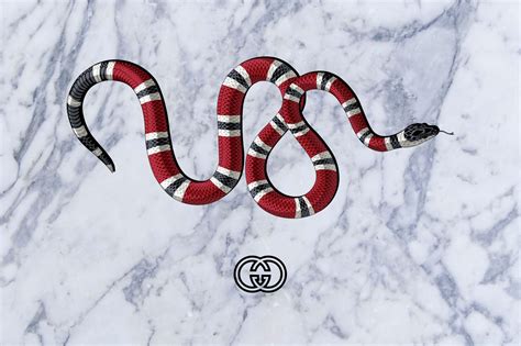 gucci snake blank backround|supreme Gucci snake wallpaper.